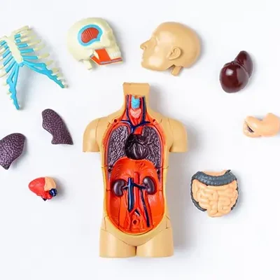 Multi Organ Transplant